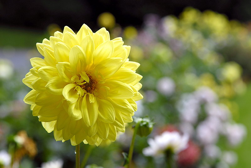 Blume_DDC1787 Kopie.jpg   26.04.jpg